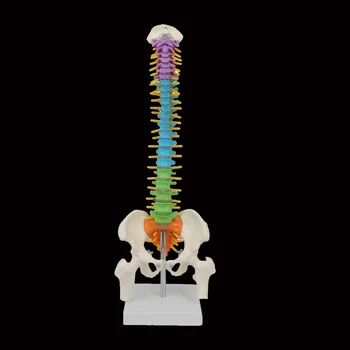 45 cm Renk Tıbbi Yetişkin İnsan Esnek Omurga Modeli PVC Malzeme Kemik Anatomik Manken İskelet Esqueleto Spinepal alet takımı