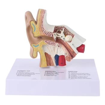 G5AA 1.5 Kez Yaşam Boyutu İnsan Kulak Modeli Bilimsel Anatomi Öğretim Malzemeleri Anatomik Çalışma Ekran Profesyonel Okul Aracı