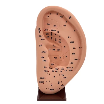 Kulak Akupunktur Modeli Akupunktur Noktası Modeli Tıbbi İnsan Kulak Masajı Akupunktur Modeli
