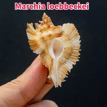Marchia Loebbeckei Doğal Nadir Küçük Kabuklu deniz hayvanı kabuğu Balık Tankı Su Peyzaj Dekorasyon Numune Kabuklu Koleksiyonu Dekorasyon