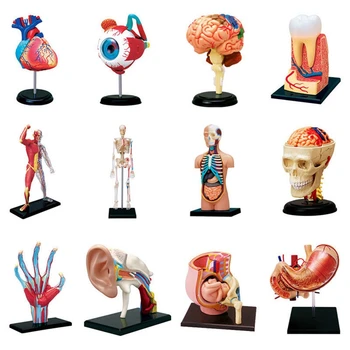 - Torso insan vücudu modeli çıkarılabilir parçalar eğitim organları modeli öğretim çalışma sınıfı öğrencileri için