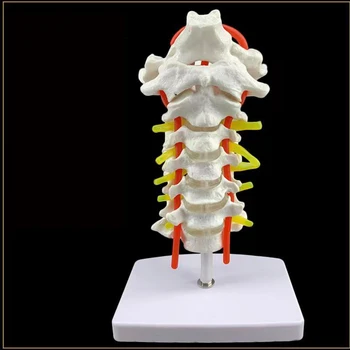 Yetişkin 1: 1 İnsan Anatomik Modeli Servikal Vertebra Servikal Omurga Boyun Arter Oksipital Kemik Disk Ve Sinir Modeli Damla Gemi